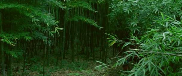 Detail obrázku bambus-a-kultura/Samourais-09.jpg