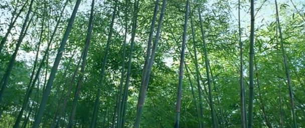 Detail obrázku bambus-a-kultura/Samourais-19.jpg