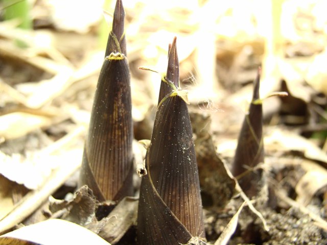 Detail obrázku druhy/Phyllostachys-Shanghai-3-07.jpg