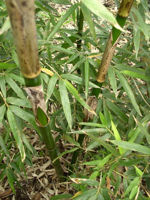 Detail obrázku druhy/Phyllostachys-Shanghai-3-11.jpg