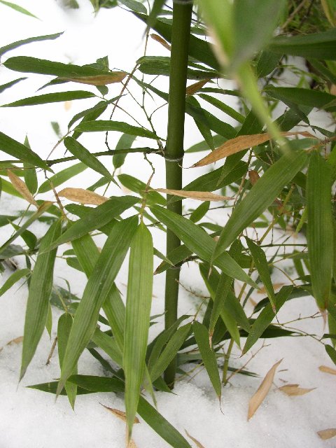 Detail obrázku druhy/Phyllostachys-Shanghai-3-13.jpg