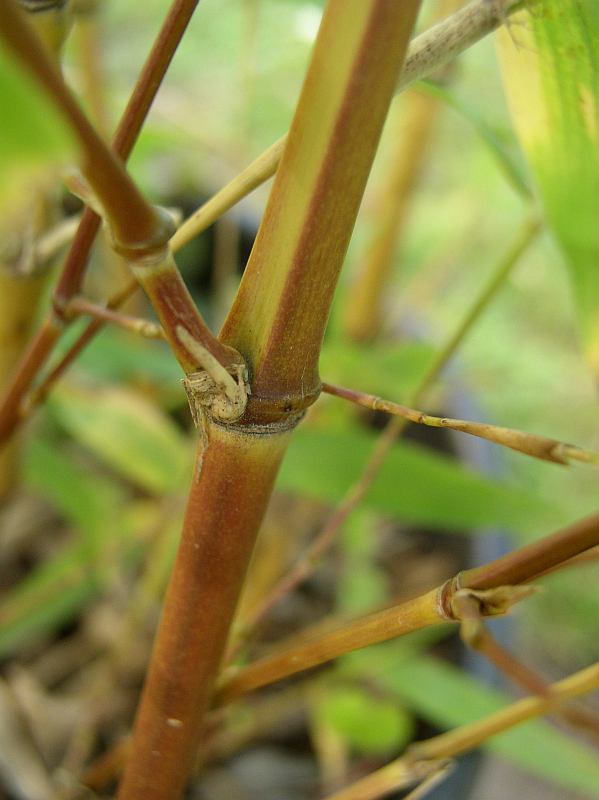 Detail obrázku druhy/Phyllostachys-aurea-Holochrysa-02.jpg