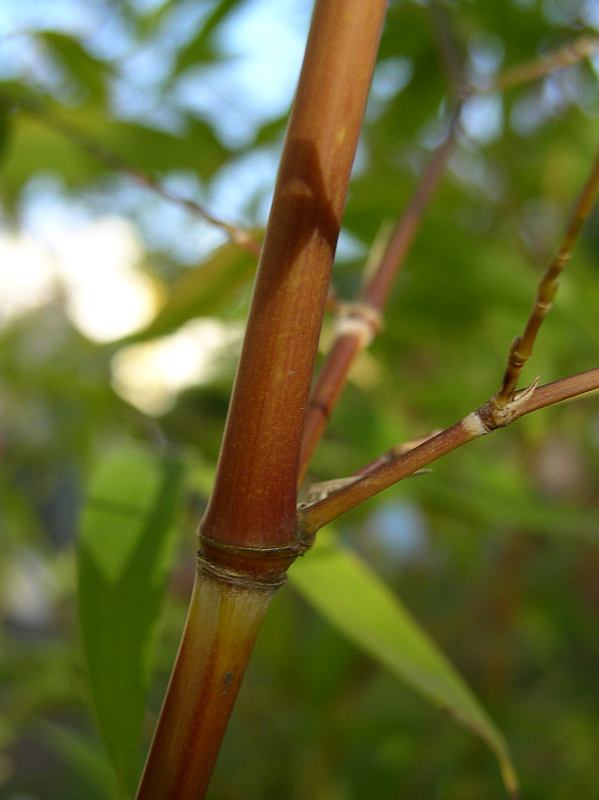 http://bambusy.info/img/druhy/Phyllostachys-aurea-Holochrysa-04.jpg