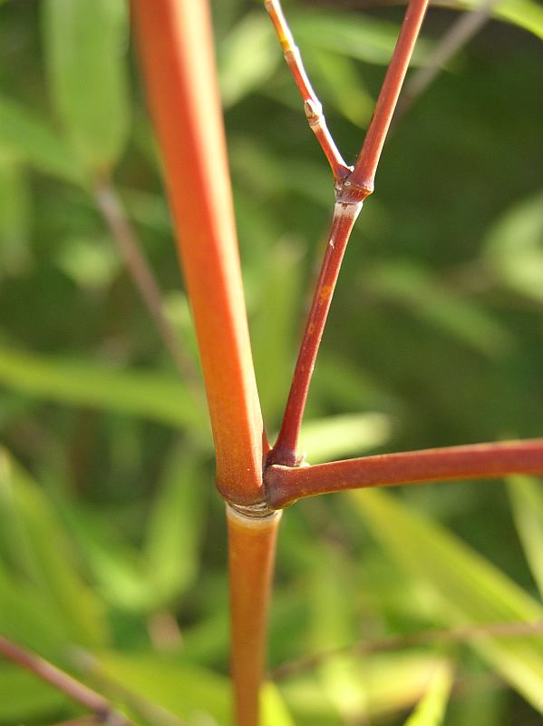Detail obrázku druhy/Phyllostachys-aurea-Holochrysa-06.jpg