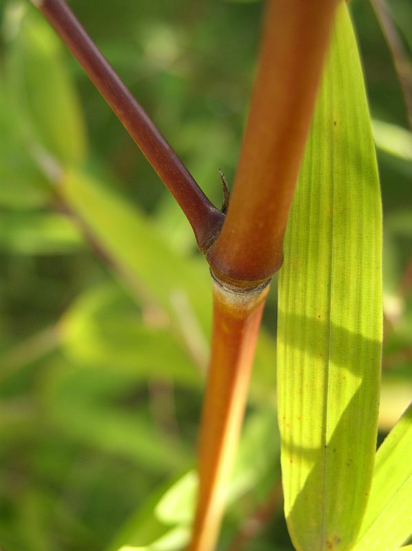 http://bambusy.info/img/druhy/Phyllostachys-aurea-Holochrysa-07.jpg