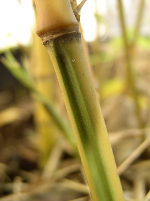Detail obrázku druhy/Phyllostachys-aurea-Koi-03.jpg