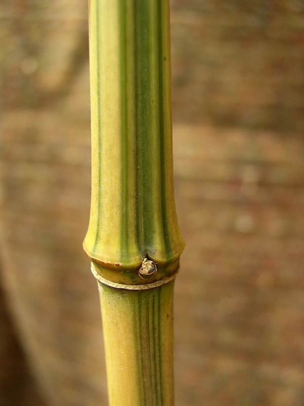 Detail obrázku druhy/Phyllostachys-aureosulcata-Argus-01.jpg