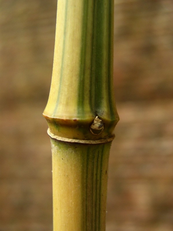 Detail obrázku druhy/Phyllostachys-aureosulcata-Argus-08.jpg