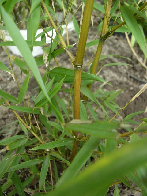 Detail obrázku druhy/Phyllostachys-aureosulcata-Harbin-01.jpg
