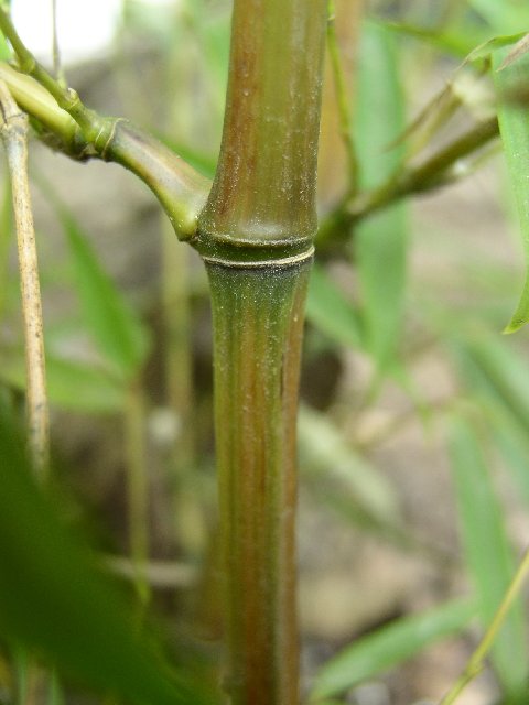 Detail obrázku druhy/Phyllostachys-aureosulcata-Harbin-02.jpg