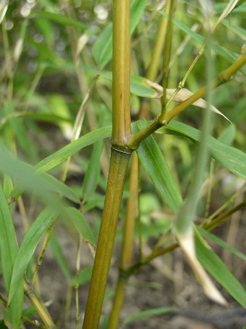 Detail obrázku druhy/Phyllostachys-aureosulcata-Harbin-03.jpg