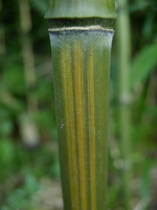 Detail obrázku druhy/Phyllostachys-aureosulcata-Harbin-04.jpg