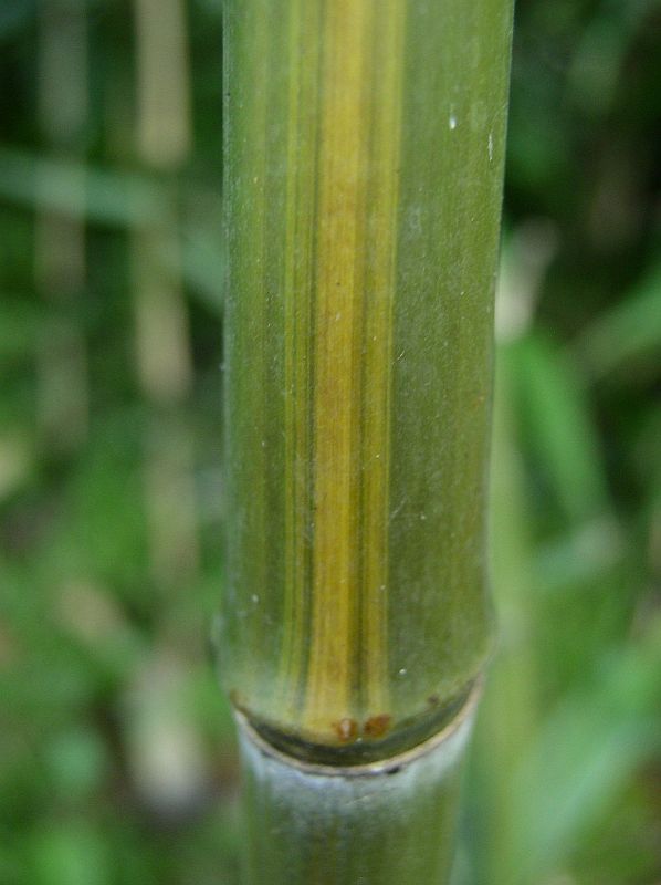 Detail obrázku druhy/Phyllostachys-aureosulcata-Harbin-05.jpg