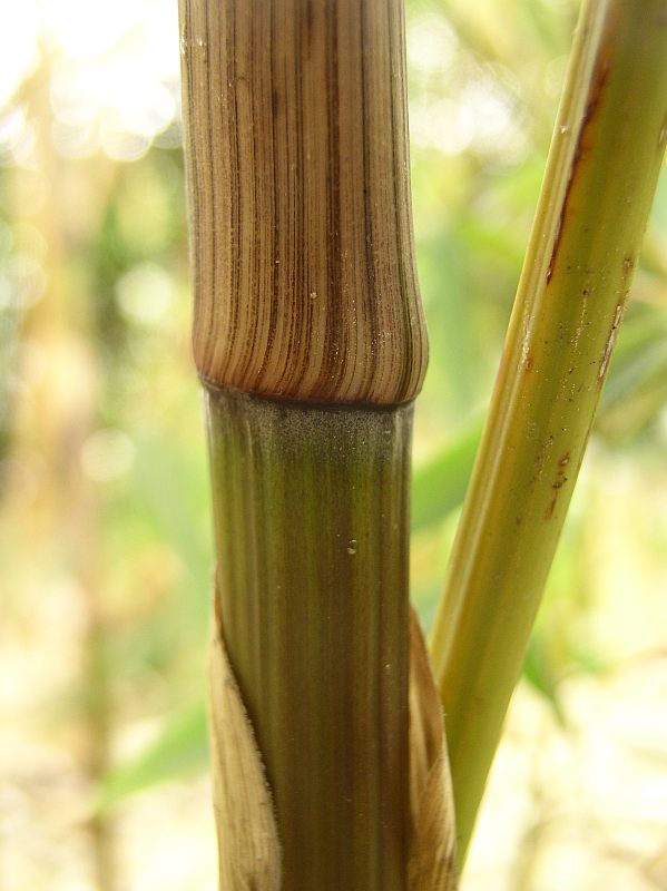 Detail obrázku druhy/Phyllostachys-aureosulcata-Harbin-08.jpg