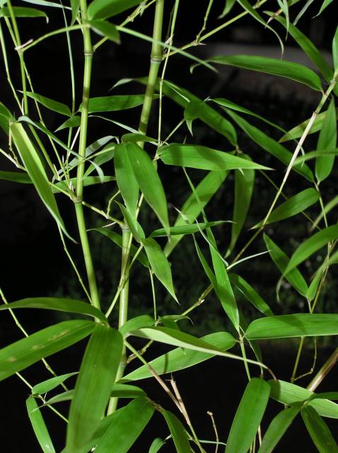 Detail obrázku druhy/Phyllostachys-aureosulcata-alata-05.jpg