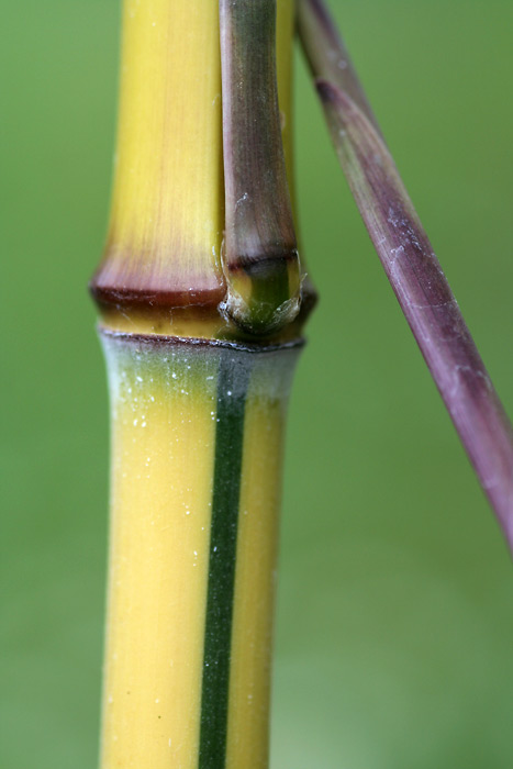 Detail obrázku druhy/Phyllostachys-aureosulcata-aureocaulis-15.jpg