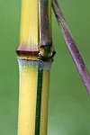 Phyllostachys aureosulcata aureocaulis foto 15