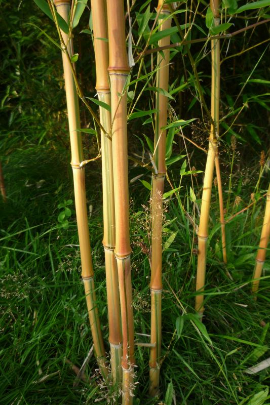 http://bambusy.info/img/druhy/Phyllostachys-aureosulcata-spectabilis-01.jpg