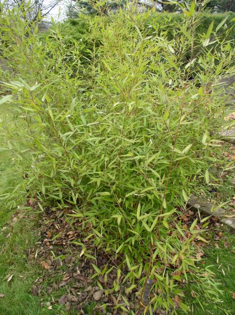 http://bambusy.info/img/druhy/Phyllostachys-aureosulcata-spectabilis-04.jpg