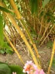 Phyllostachys bambusoides Castillonis foto 3