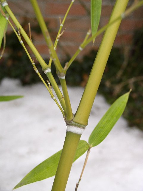 Detail obrázku druhy/Phyllostachys-parvifolia-06.jpg