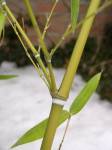 Phyllostachys parvifolia foto 6