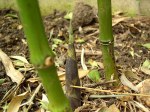 Phyllostachys prominens foto 2