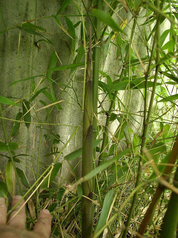 Detail obrázku druhy/Phyllostachys-virella-05.jpg