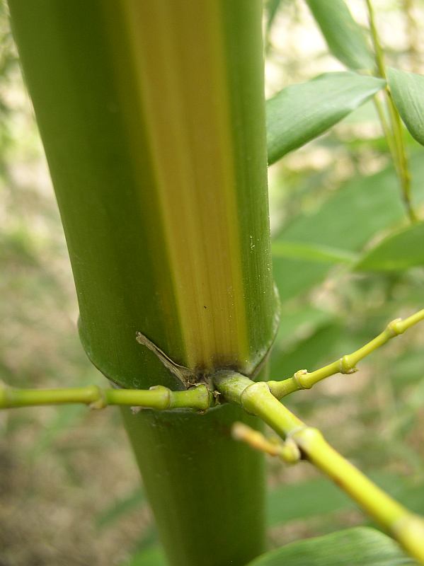 Detail obrázku druhy/Phyllostachys-vivax-Huanwenzhu-02.jpg