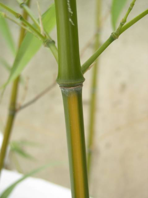 Detail obrázku druhy/Phyllostachys-vivax-Huanwenzhu-03.jpg