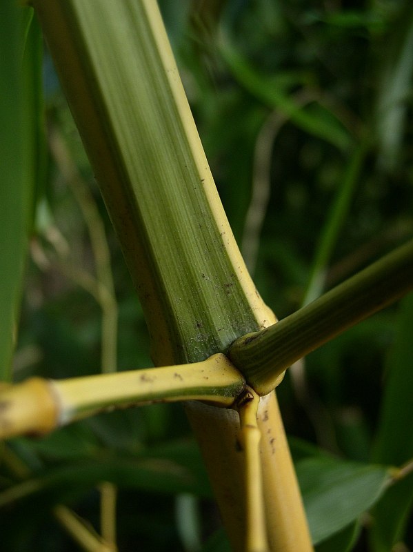 Detail obrázku druhy/Phyllostachys-vivax-Huanwenzhu-inversa-03.jpg