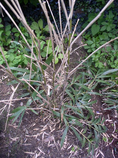 http://bambusy.info/img/druhy/Pseudosasa-japonica-02.jpg