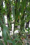 Semiarundinaria viridis foto 3