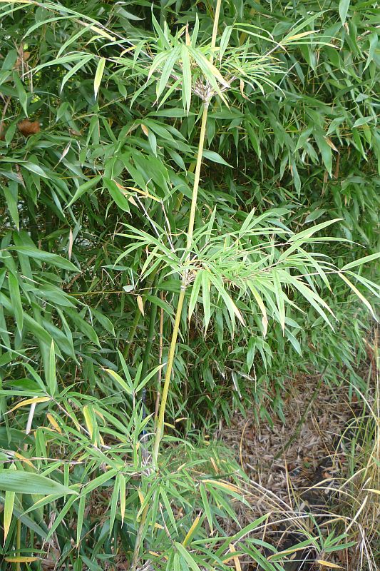 Detail obrázku druhy/Yushania-brevipaniculata-01.jpg