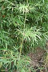 Yushania brevipaniculata foto 1