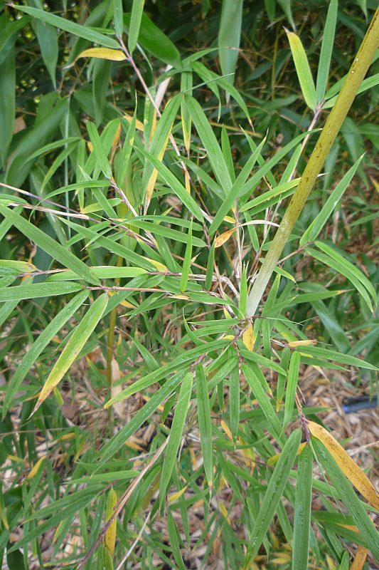 Detail obrázku druhy/Yushania-brevipaniculata-02.jpg