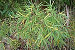 Yushania brevipaniculata foto 3