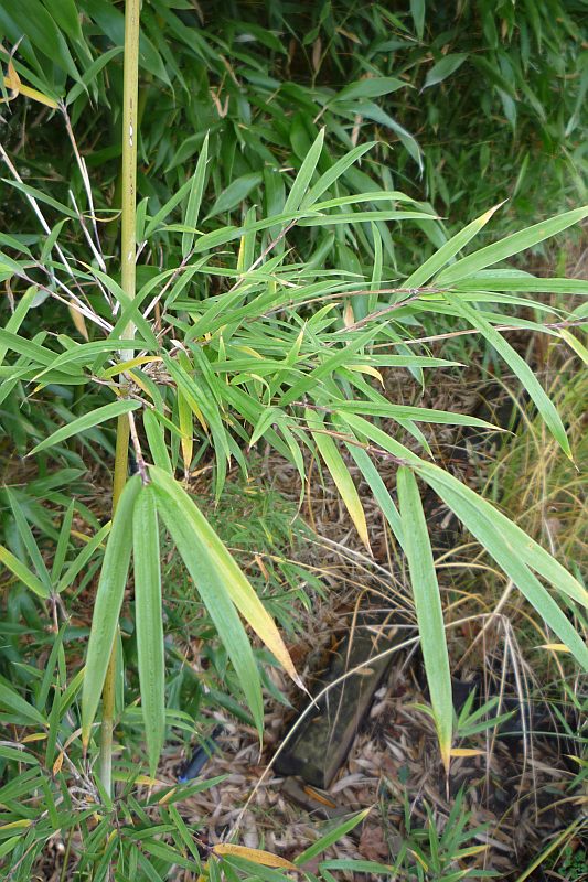 Detail obrázku druhy/Yushania-brevipaniculata-05.jpg