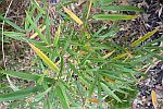 Yushania brevipaniculata foto 6