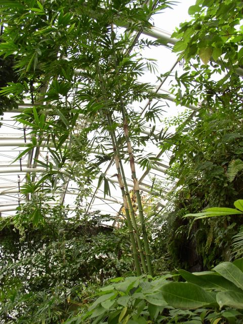 Detail obrázku kam-za-bambusy/Bambus-u-vodopadu-01.jpg