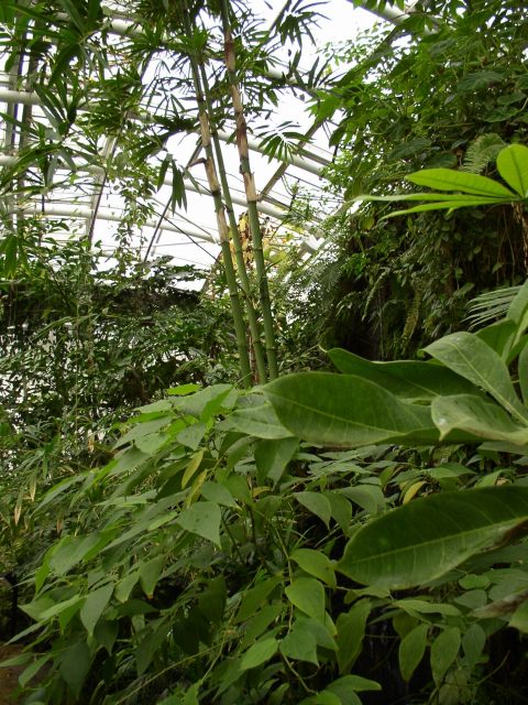 Detail obrázku kam-za-bambusy/Bambus-u-vodopadu-02.jpg