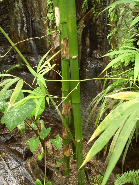 Detail obrázku kam-za-bambusy/Bambus-u-vodopadu-03.jpg