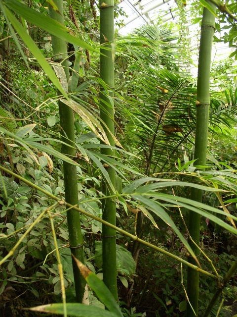 Detail obrázku kam-za-bambusy/Bambus-u-vodopadu-04.jpg