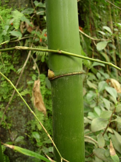 Detail obrázku kam-za-bambusy/Bambus-u-vodopadu-06.jpg