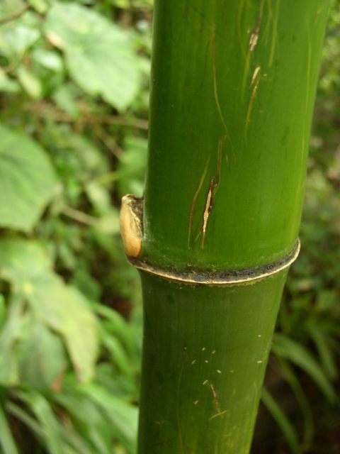 Detail obrázku kam-za-bambusy/Bambus-u-vodopadu-07.jpg
