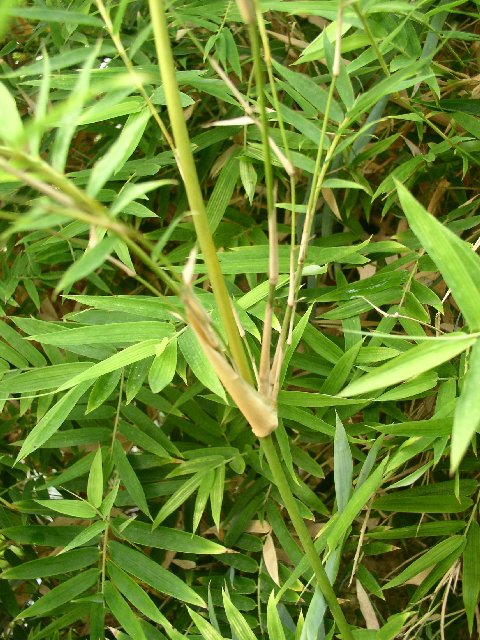 Detail obrázku kam-za-bambusy/Botanicka-Na-slupi-Bambusa-sp-01.jpg