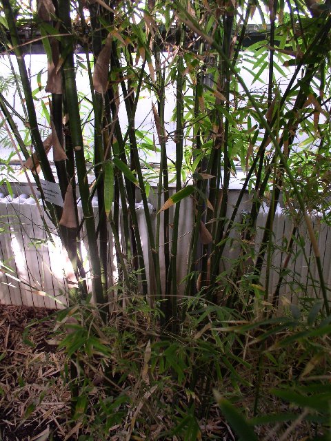 Detail obrázku kam-za-bambusy/Botanicka-Na-slupi-Bambusa-ventricosa-01.jpg