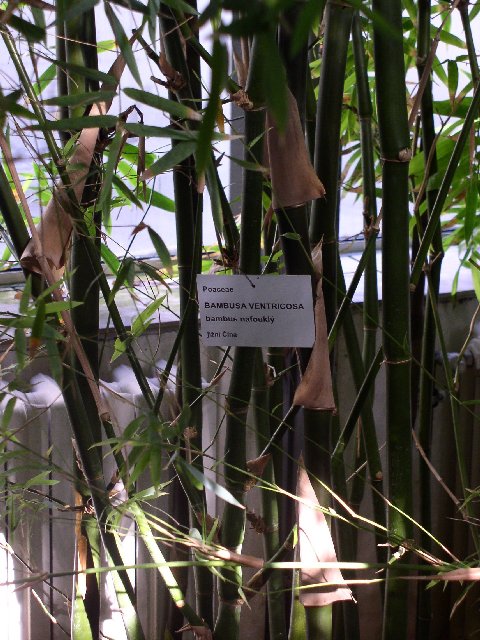Detail obrázku kam-za-bambusy/Botanicka-Na-slupi-Bambusa-ventricosa-02.jpg