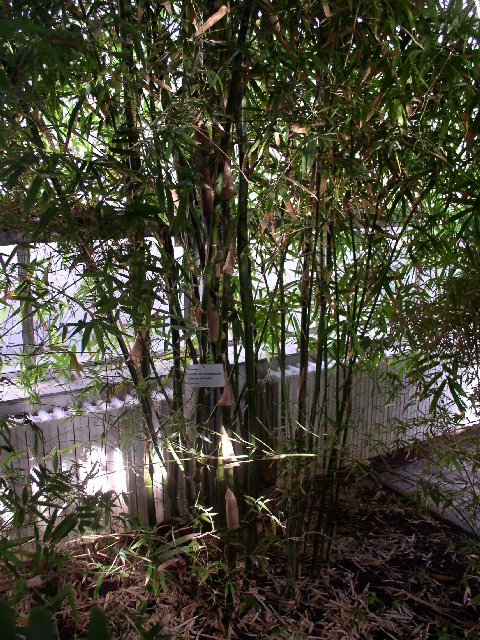 Detail obrázku kam-za-bambusy/Botanicka-Na-slupi-Bambusa-ventricosa-03.jpg