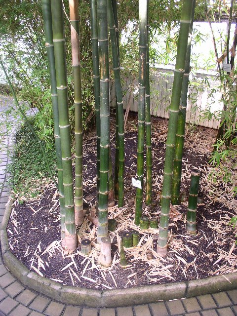 Detail obrázku kam-za-bambusy/Botanicka-Na-slupi-Thamnocalamus-falconeri-01.jpg